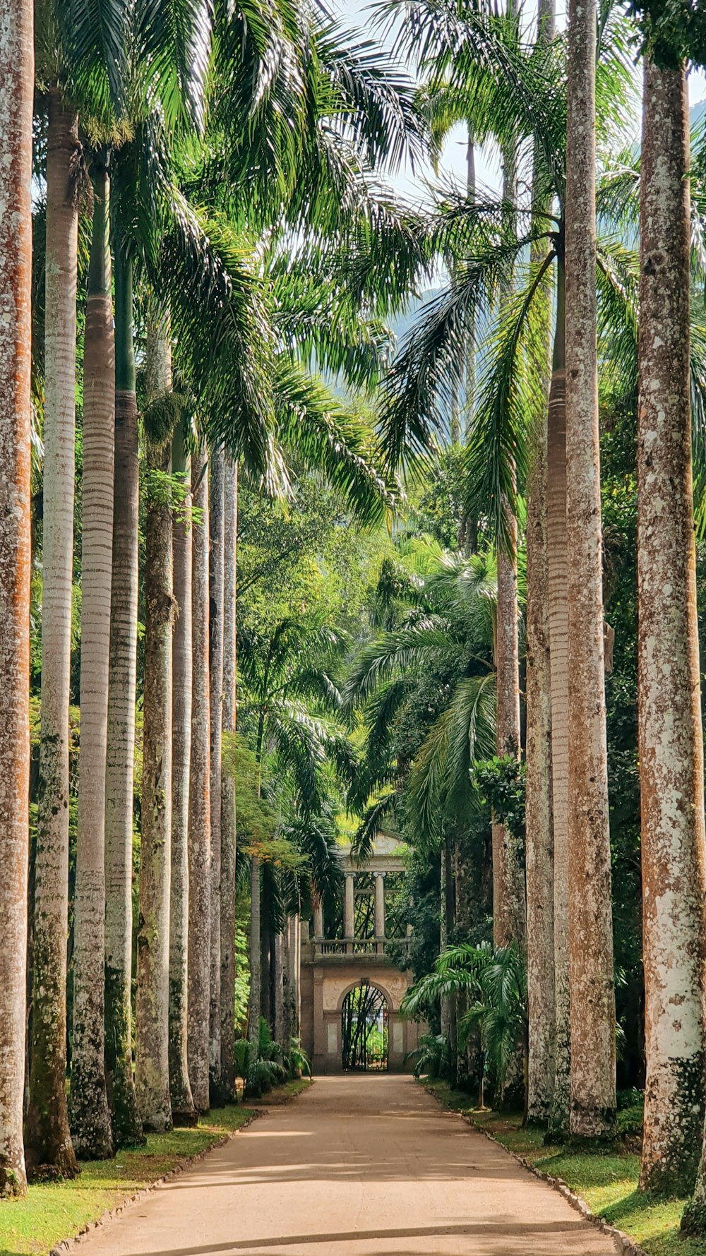 a dirt road surrounded by tall palm trees