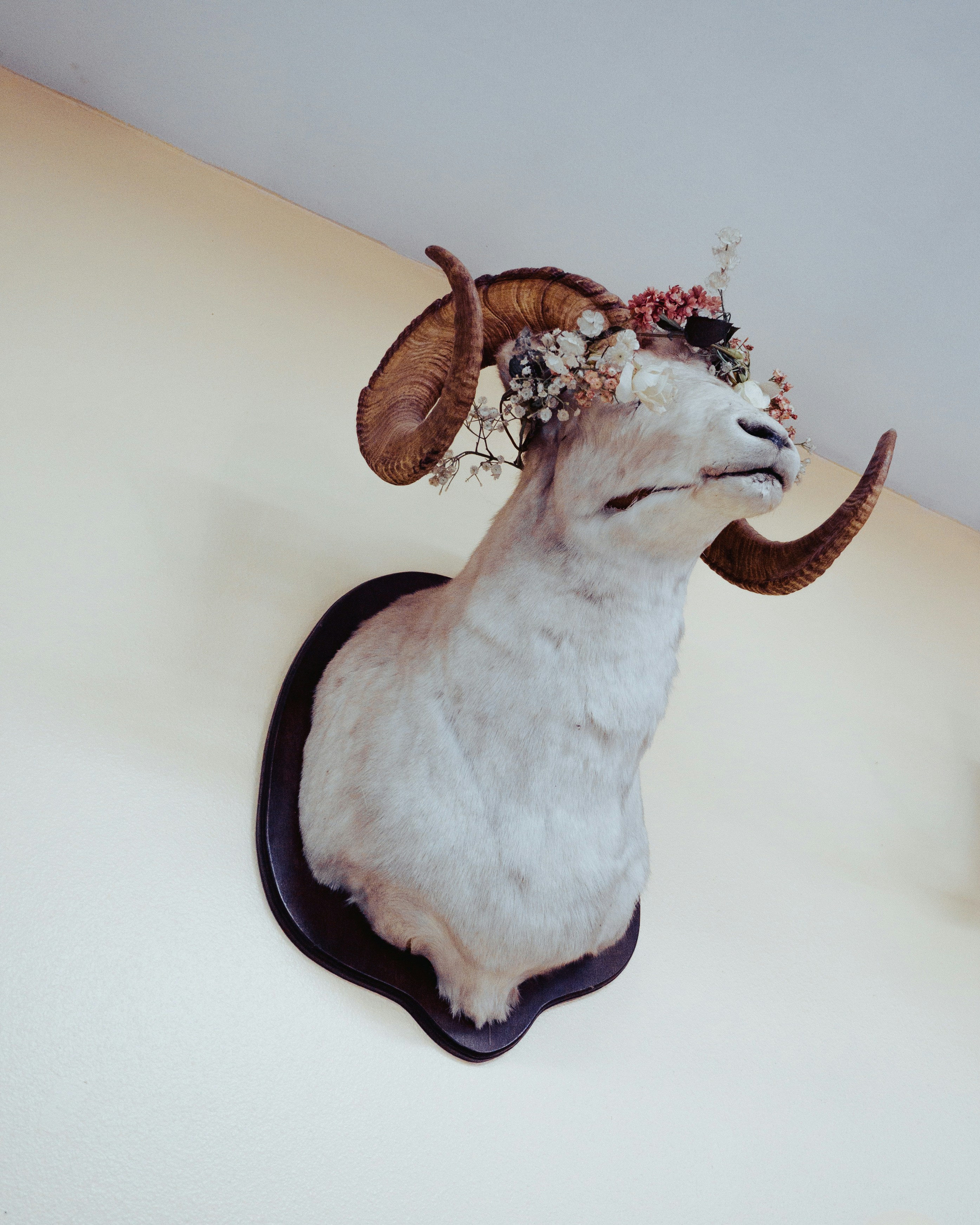 山羊の剥製　装飾 山羊の剥製 装飾 インテリア小物