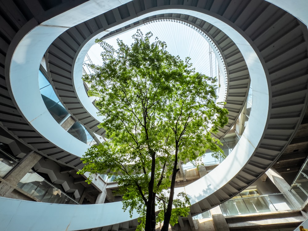 a tree inside of a circular building with a skylight