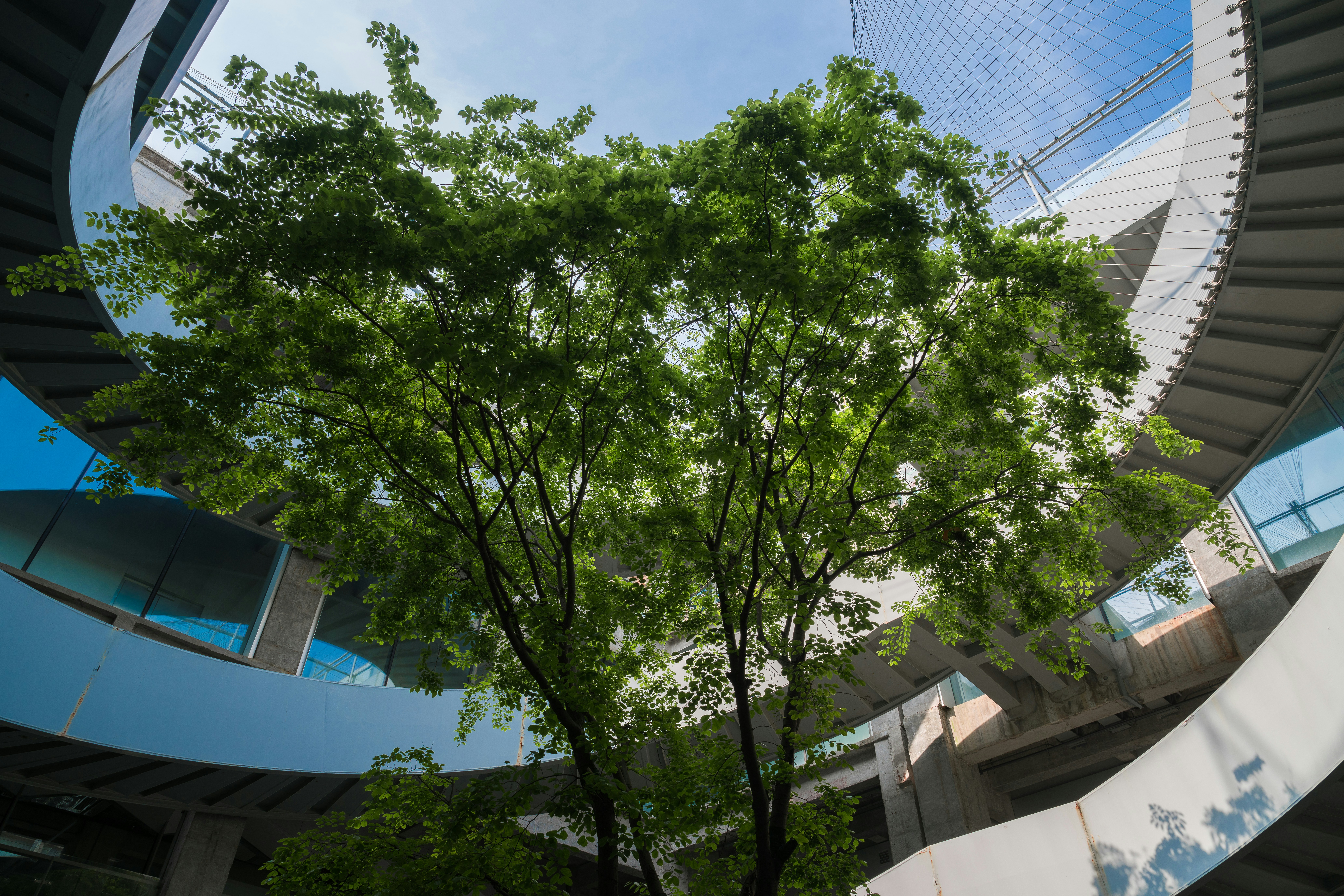 a tree surrounded by a circular staircase (Green Hill)