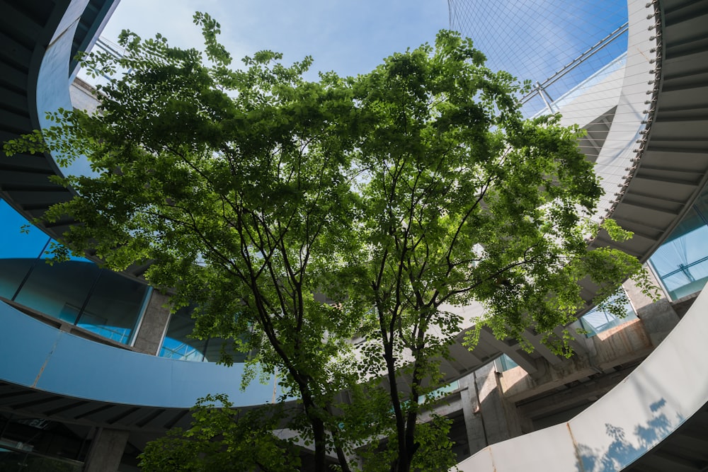 Un edificio circular con un árbol delante