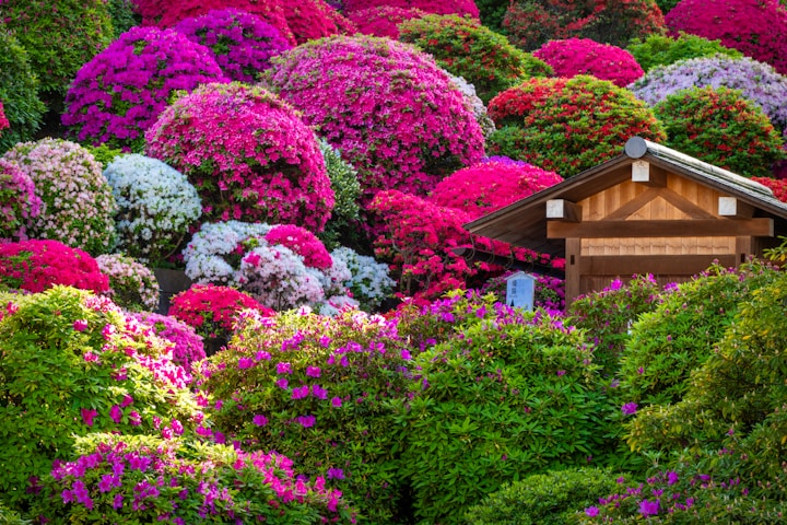 a house surrounded by colorful flowers in the middle of a forest