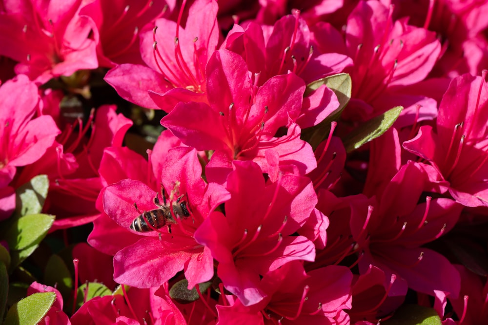 a bee is sitting on a pink flower