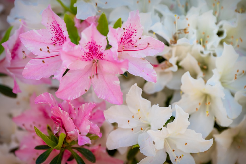 a bunch of pink and white flowers in a vase