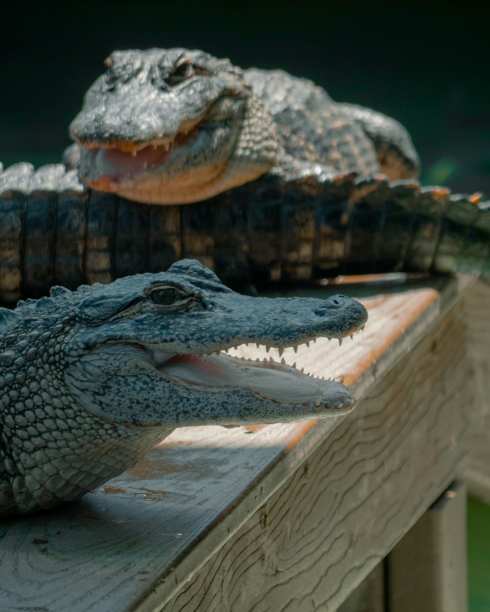 two alligators are sitting on a wooden ledge