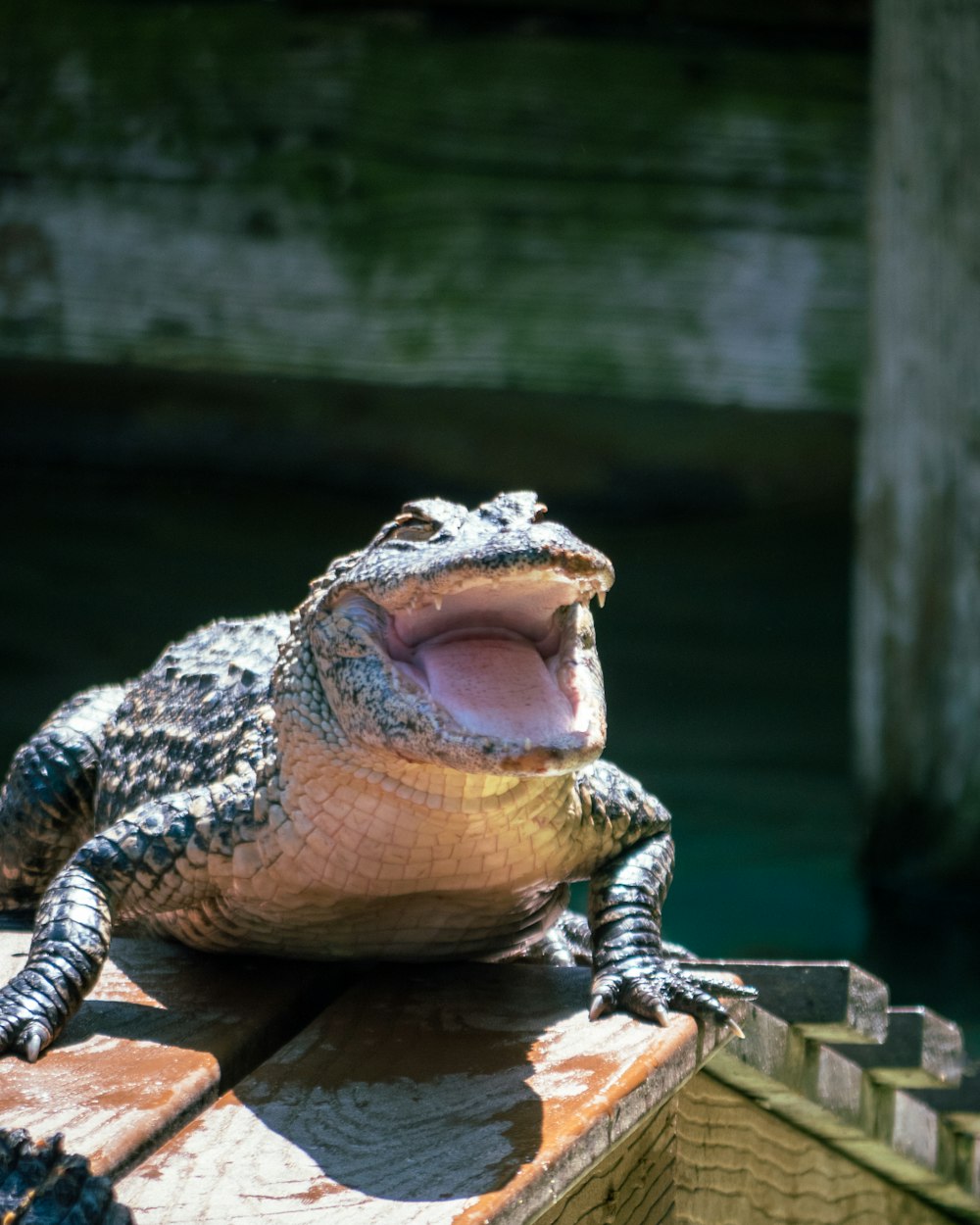 a large alligator sitting on top of a wooden dock
