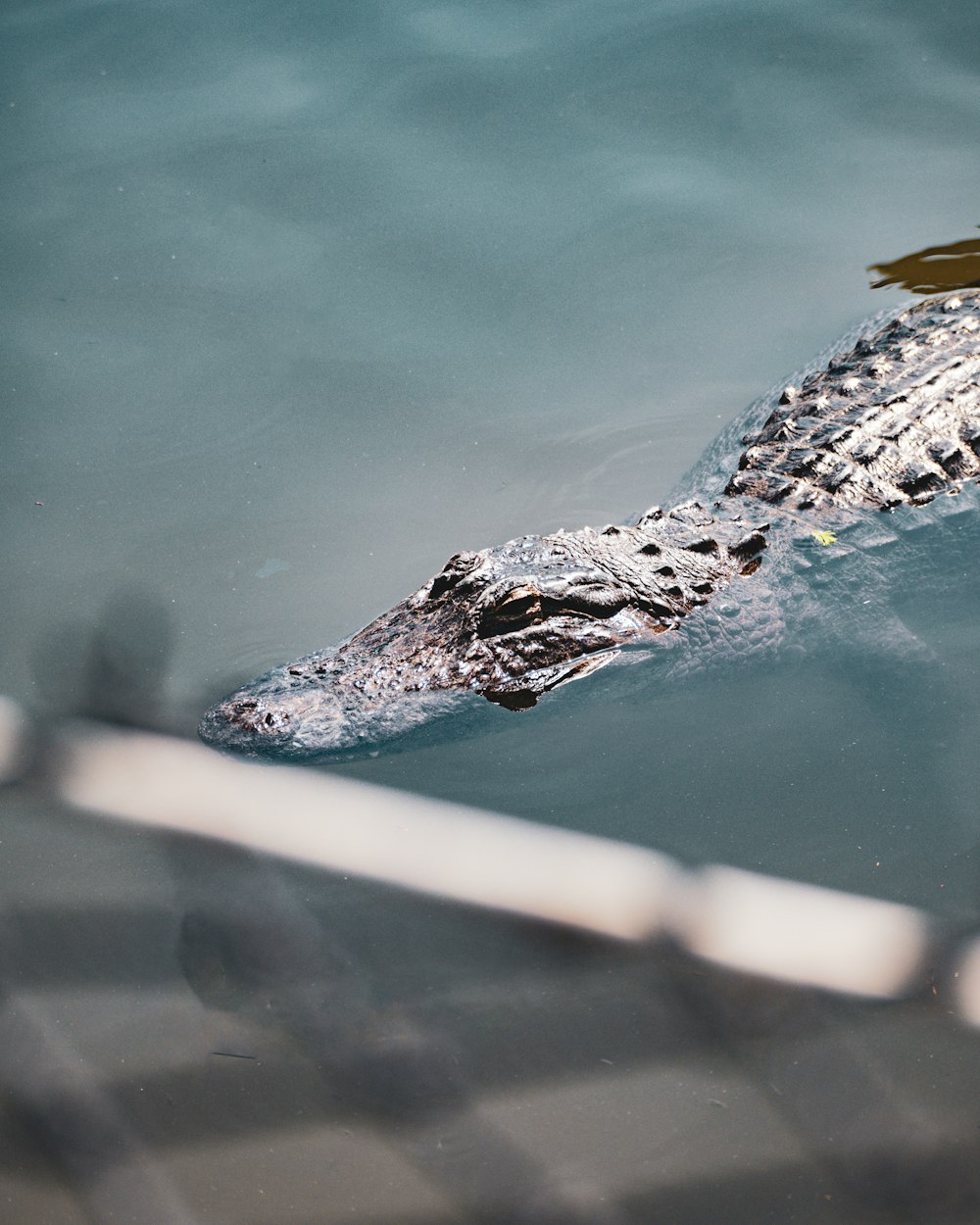 a large alligator swimming in a body of water