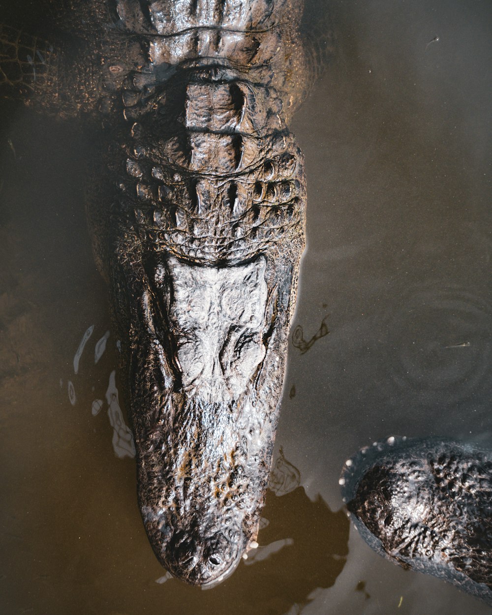 a large alligator is submerged in the water
