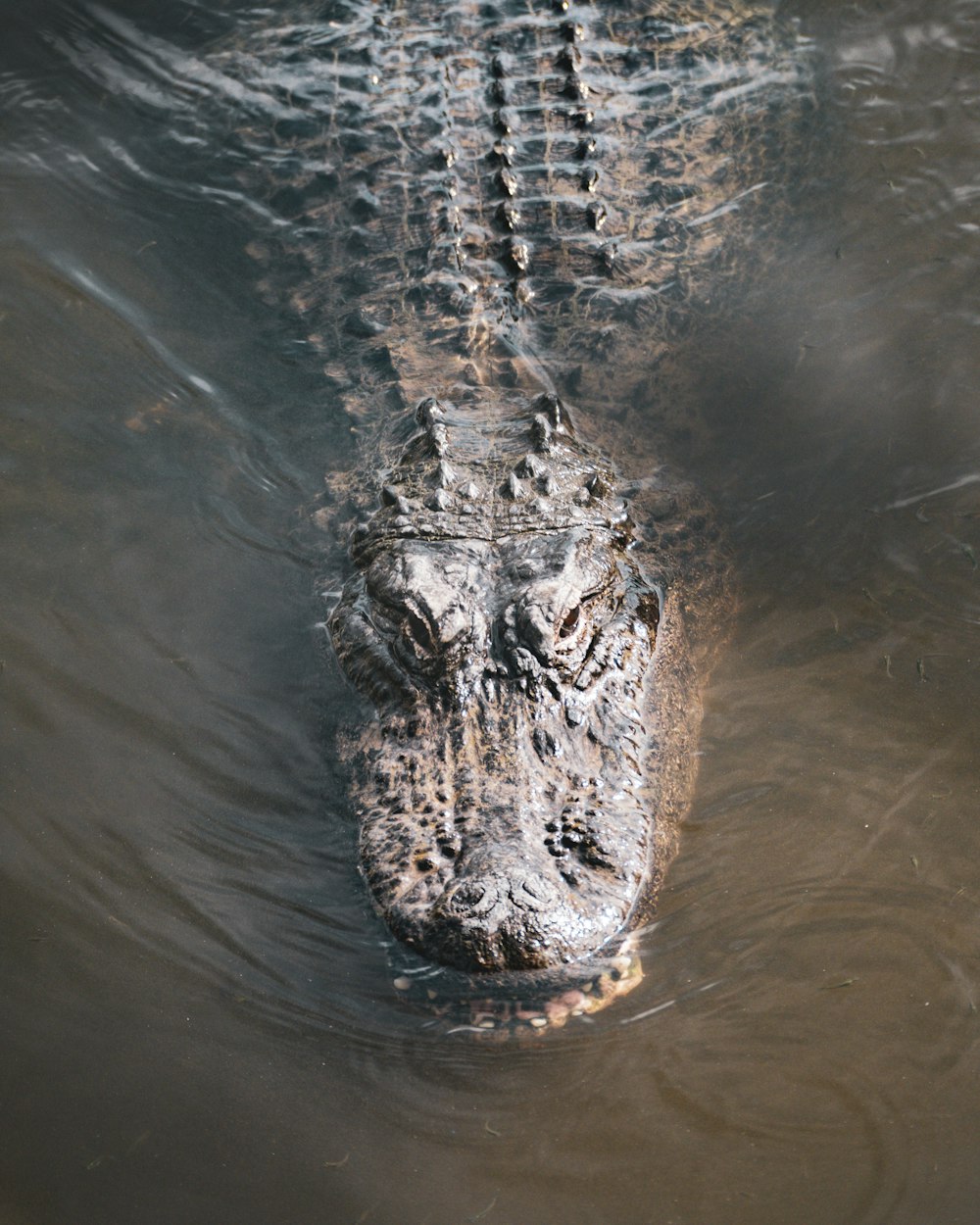 a large alligator swimming in a body of water