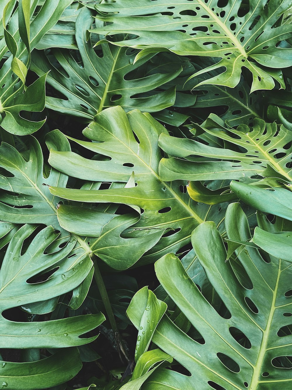 a close up of a green leafy plant