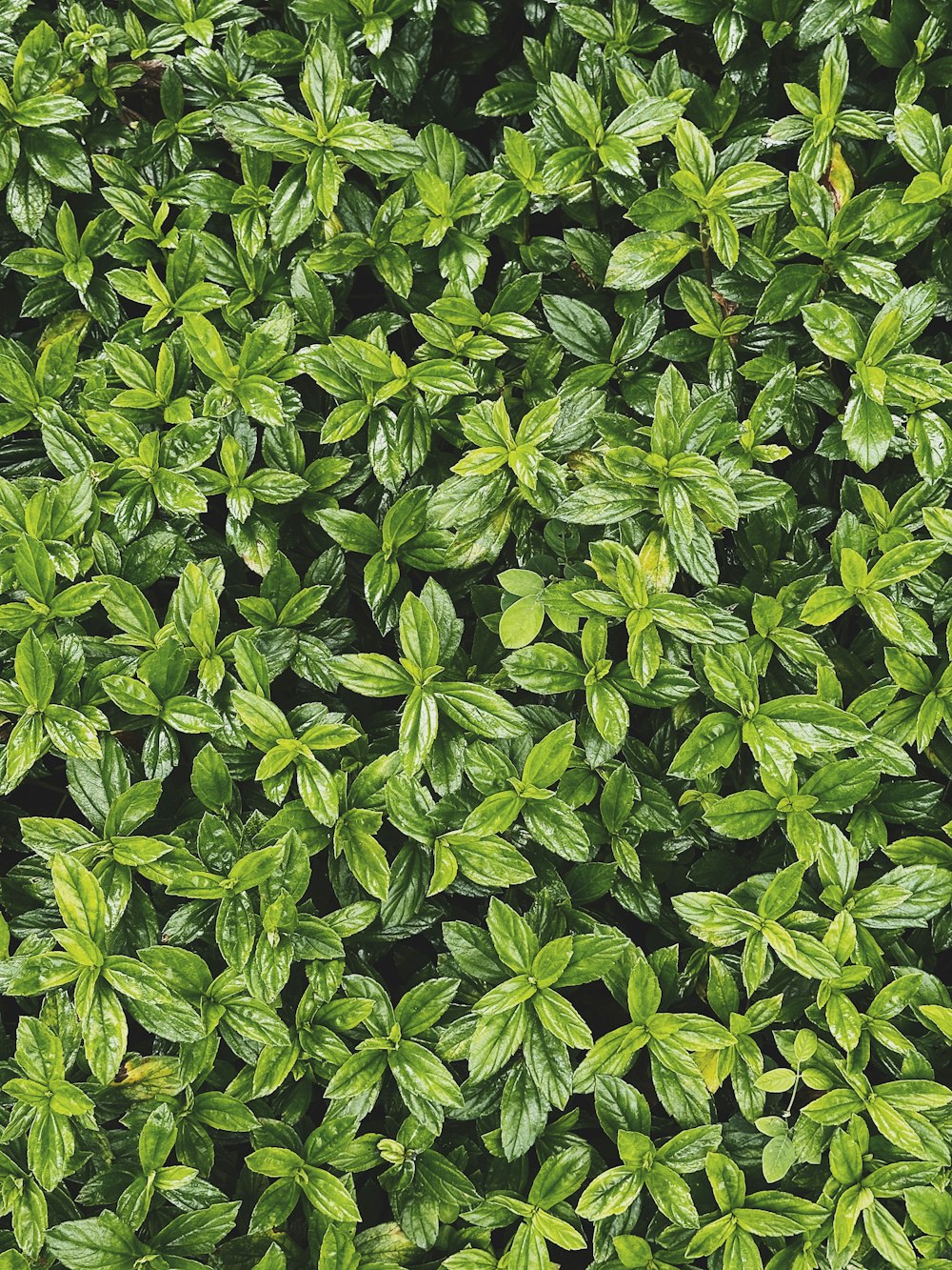 a close up of a bush with green leaves