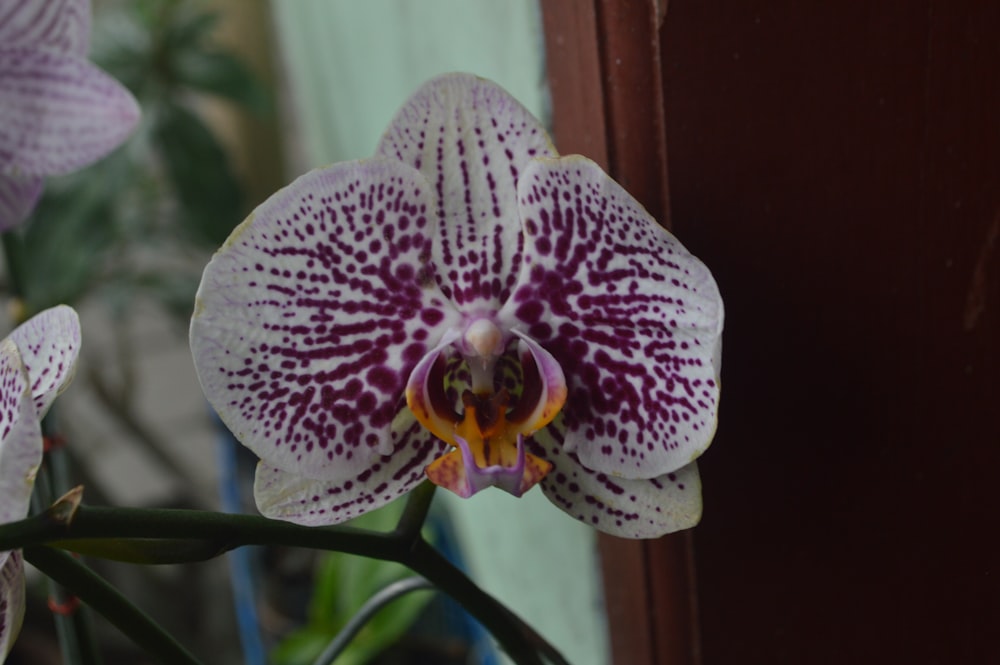 a close up of a purple and white flower