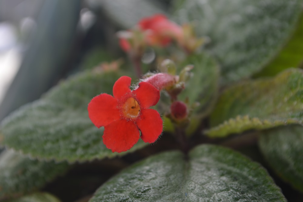 a close up of a red flower on a plant