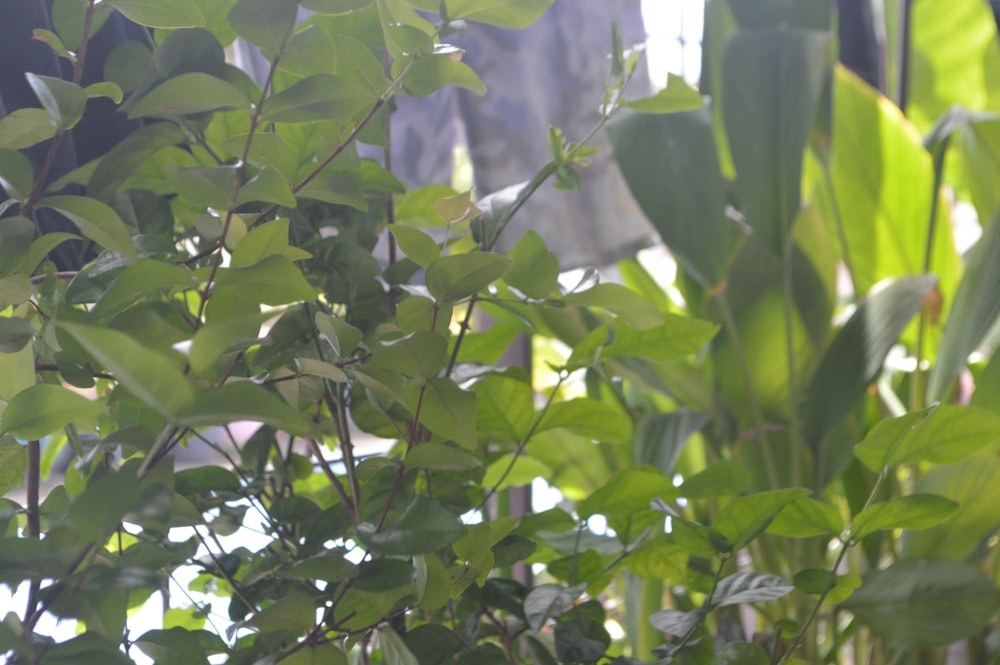 a close up of a green plant with leaves