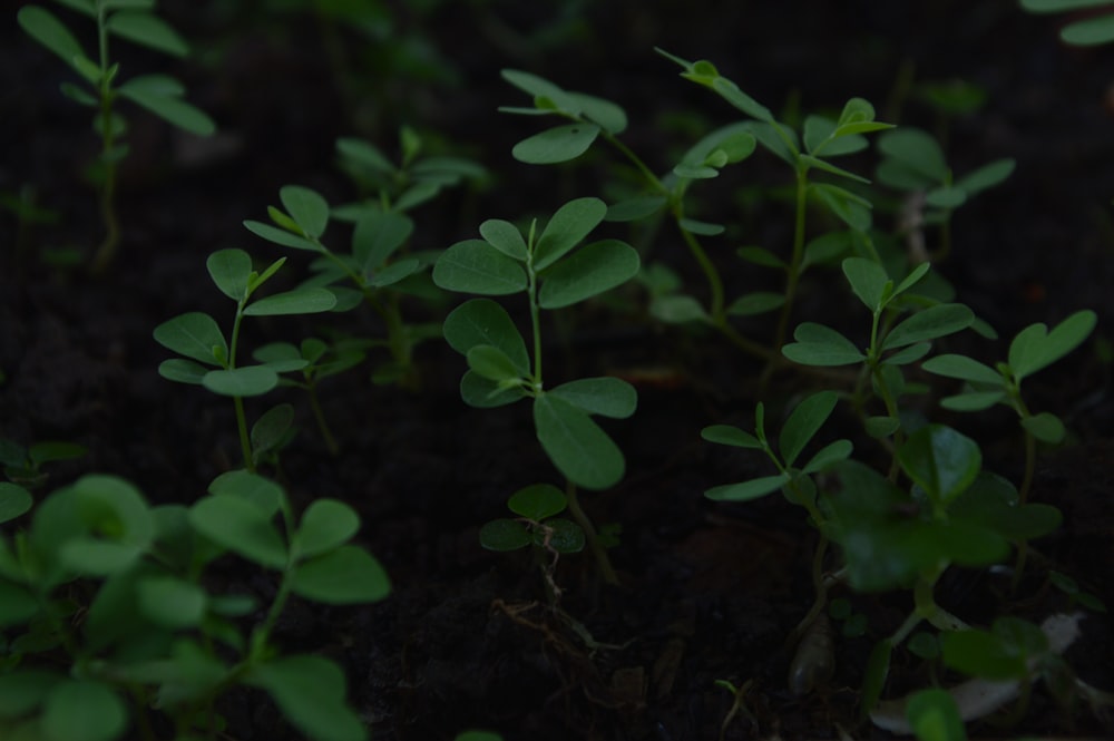 a group of small green plants growing out of the ground