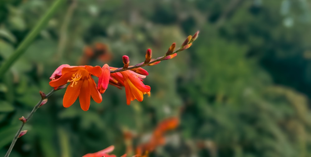 a close up of a flower with a blurry background