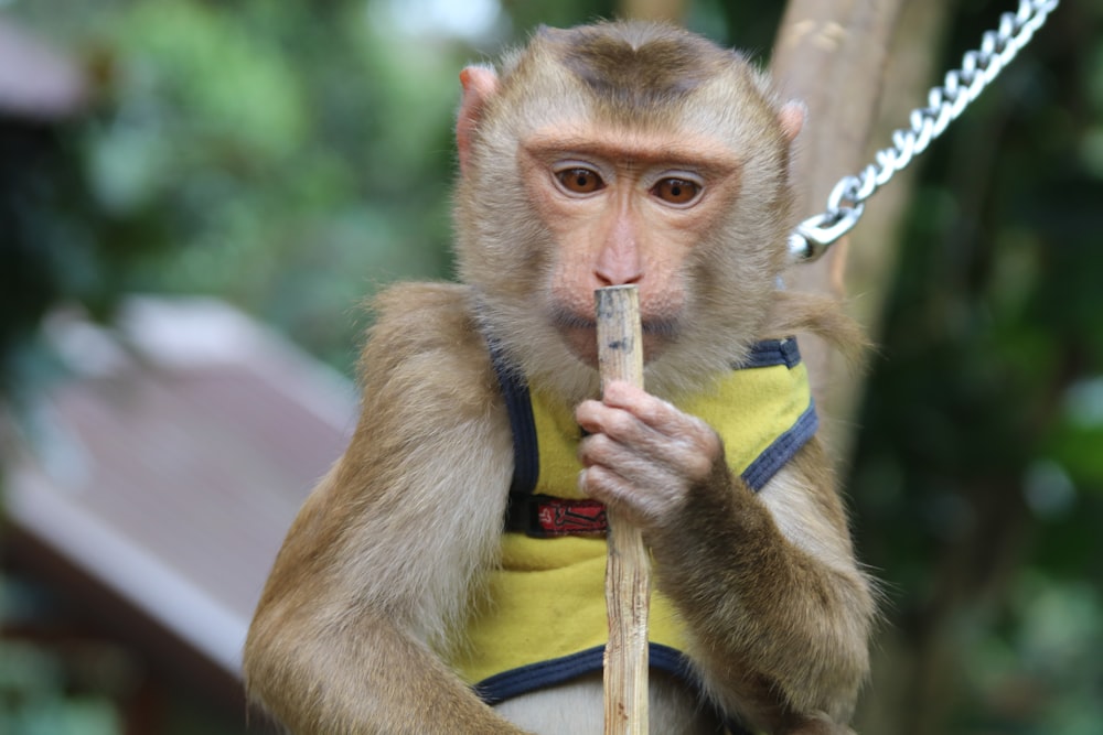 a monkey wearing a vest and holding a stick