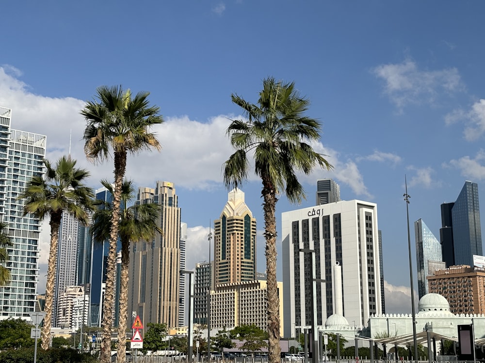 a city with palm trees and tall buildings