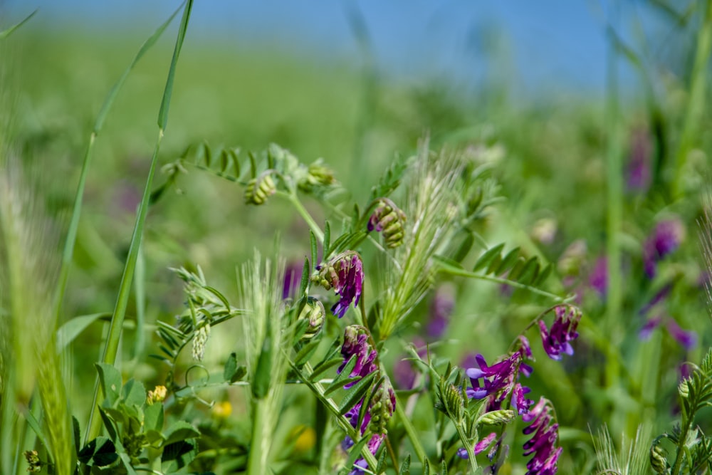 a field with purple flowers and green grass