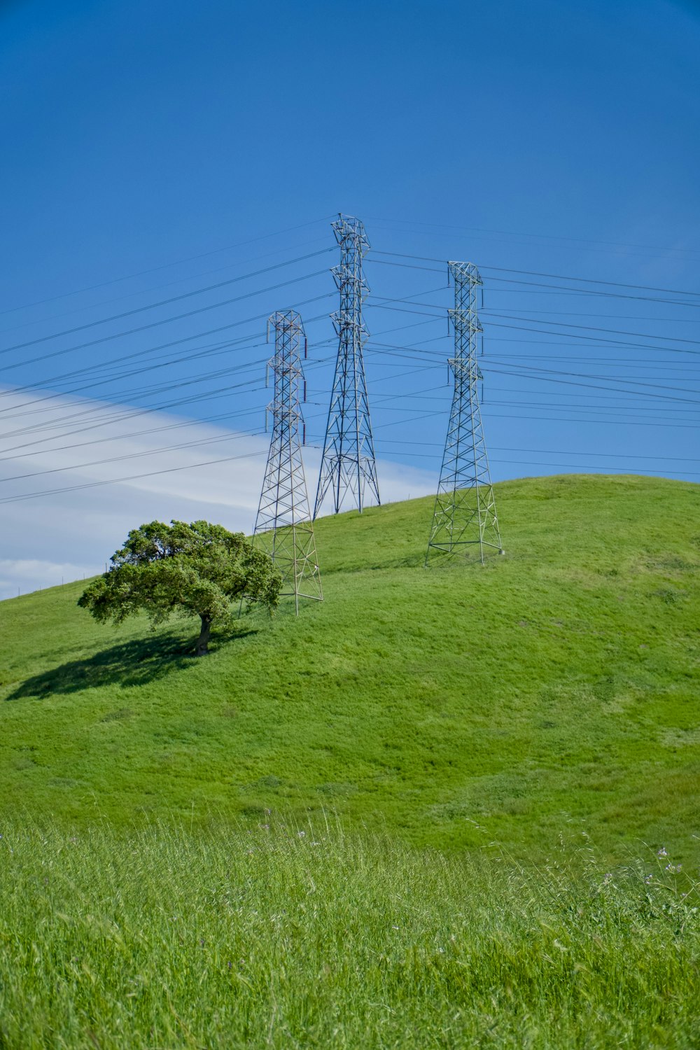 a lone tree on a grassy hill with power lines in the background