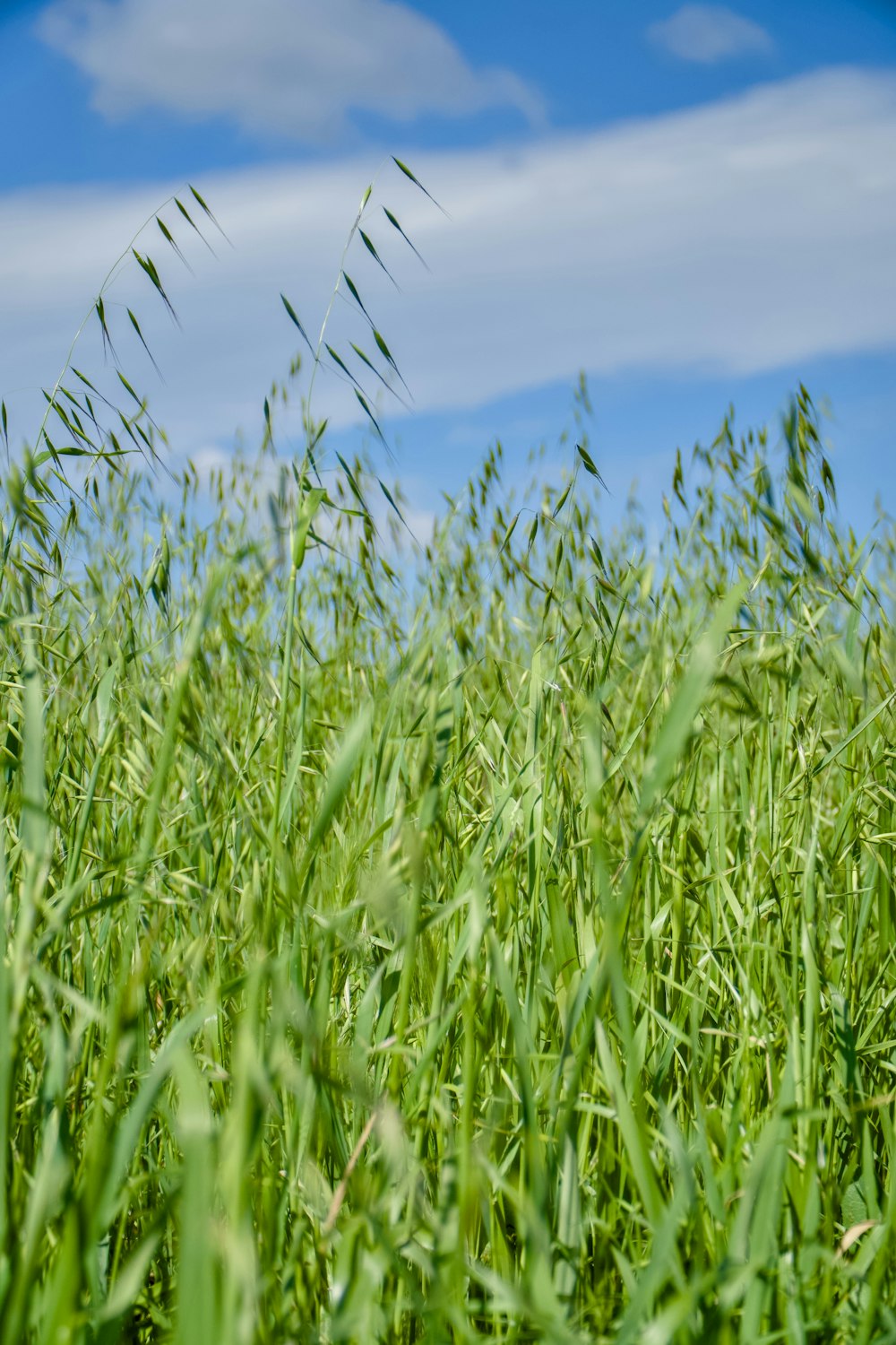 a field of green grass with a blue sky in the background