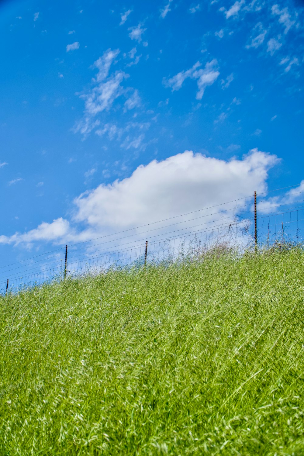 a sheep standing on top of a lush green hillside