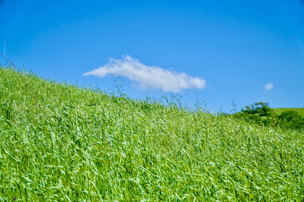 a field of green grass with a blue sky in the background