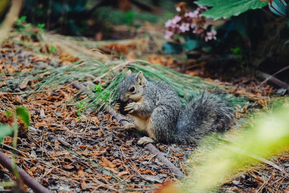 a squirrel is sitting on the ground in the woods