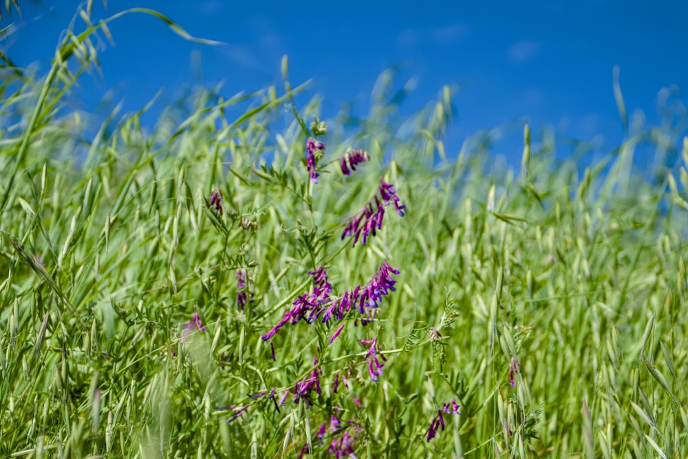 a field of tall grass with purple flowers