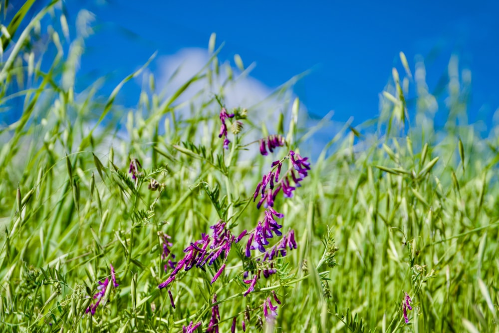 purple flowers are growing in the tall grass