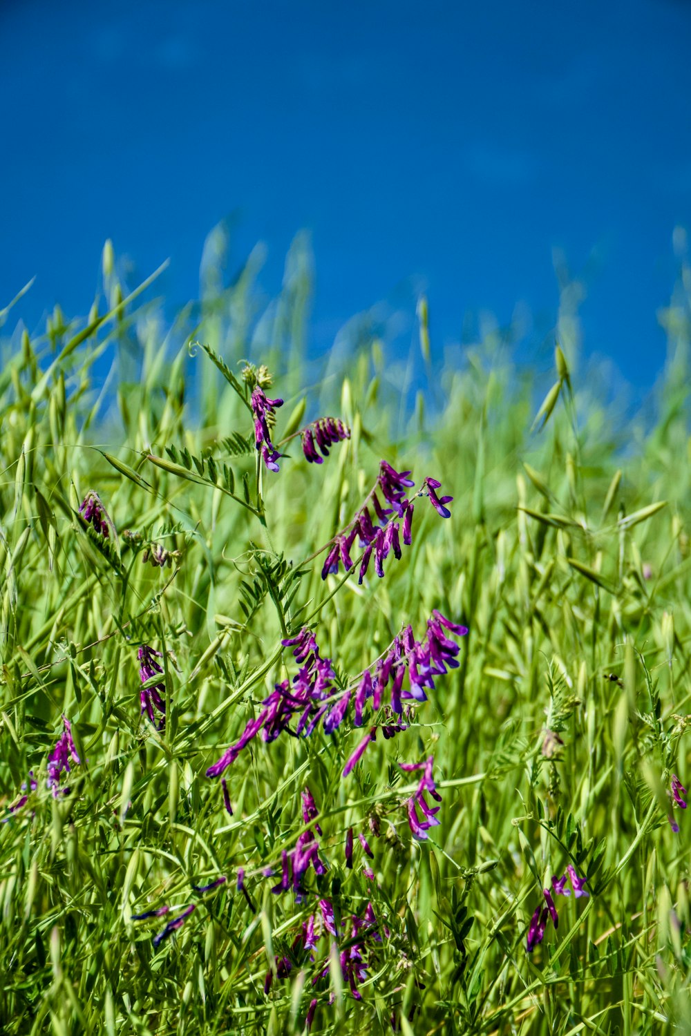 a bunch of flowers that are in the grass