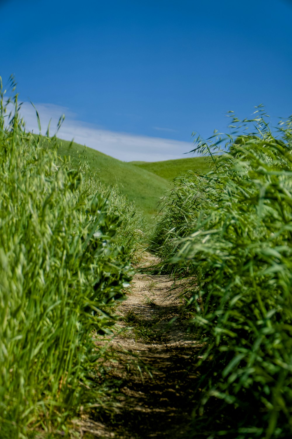 a path in the middle of a grassy field