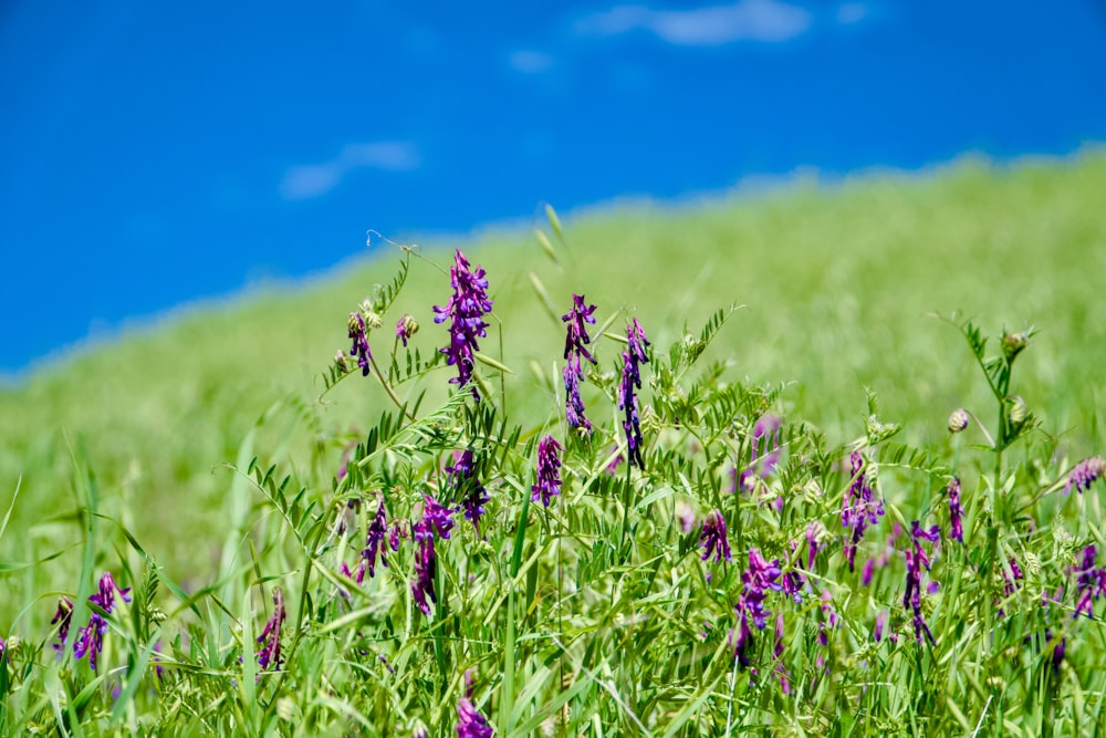 a field of purple flowers with a blue sky in the background