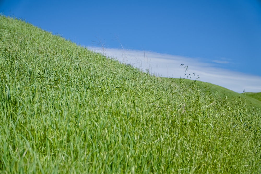 a grassy hill with a blue sky in the background