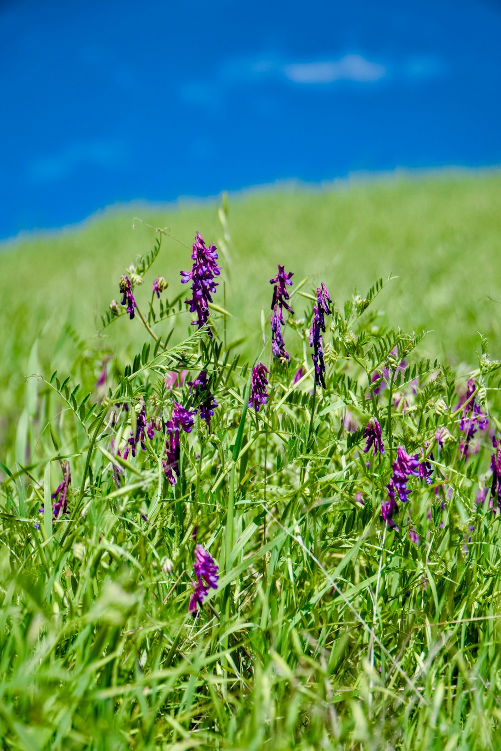 a bunch of purple flowers that are in the grass
