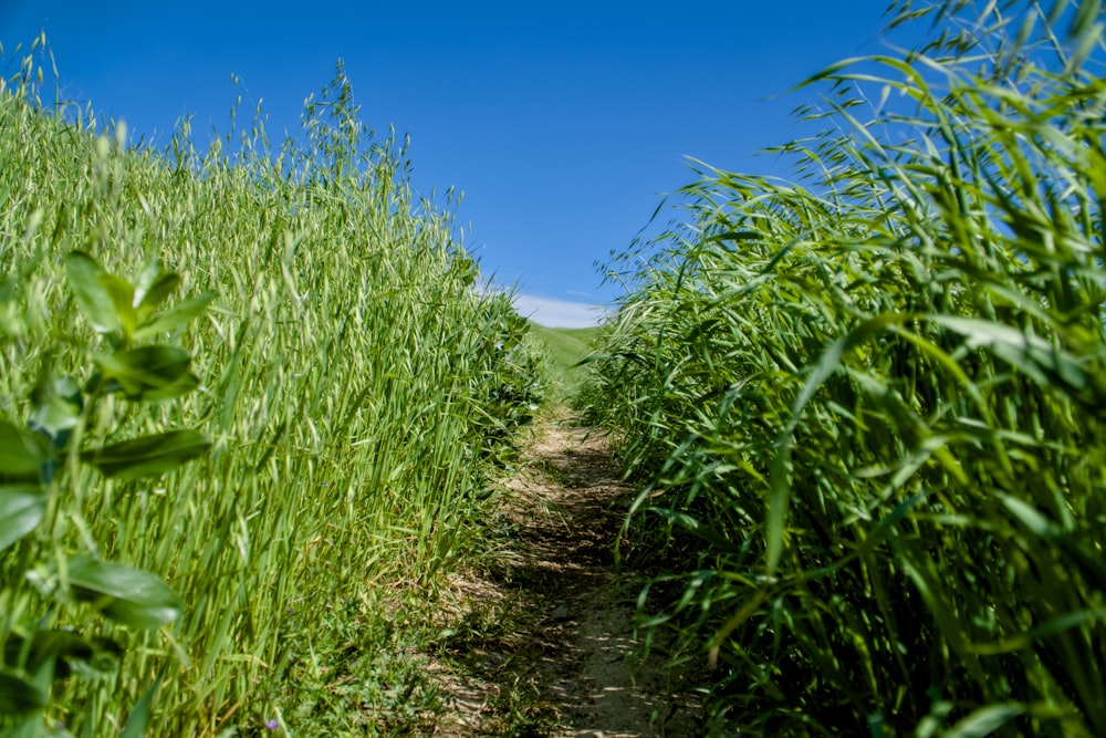a path through a field of tall grass