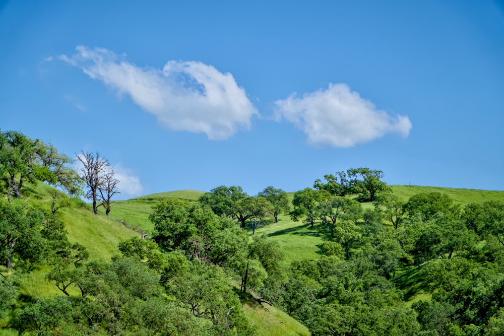 a lush green hillside covered in trees under a blue sky