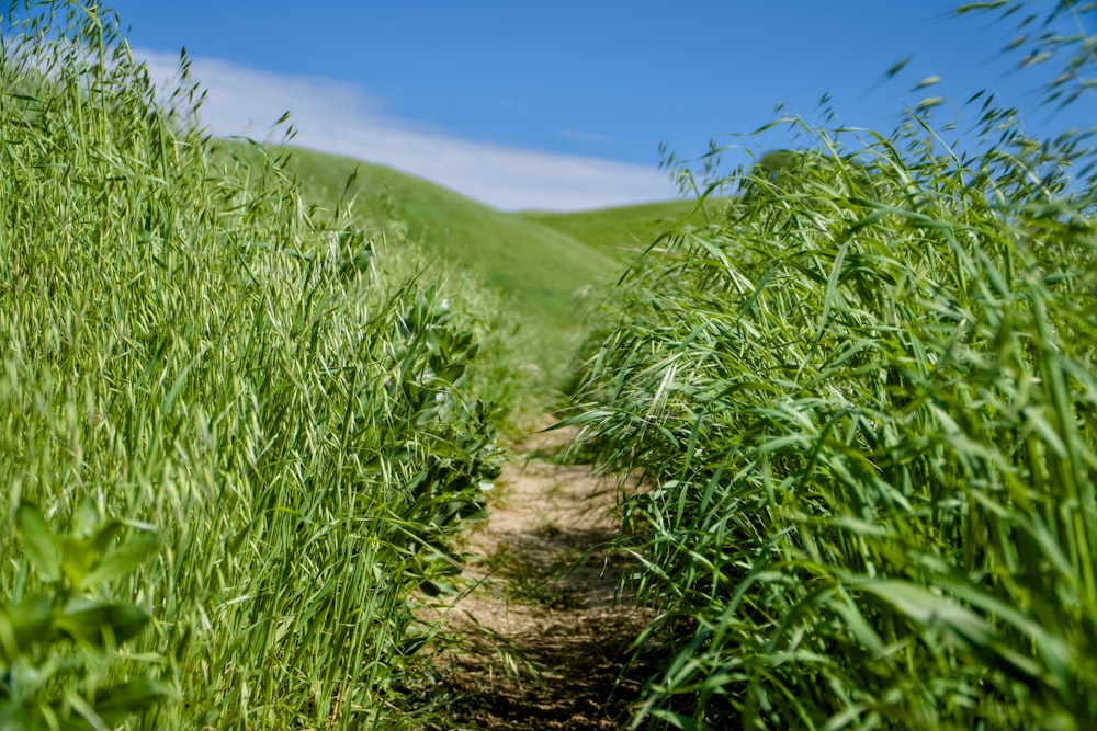 a path through a field of tall grass