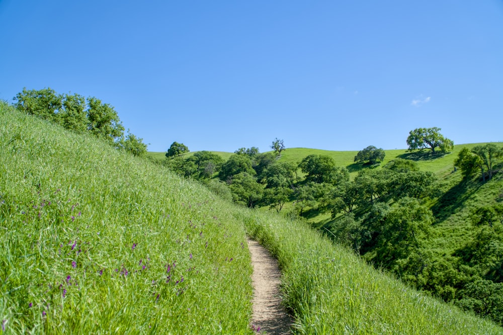 a dirt path going up a grassy hill