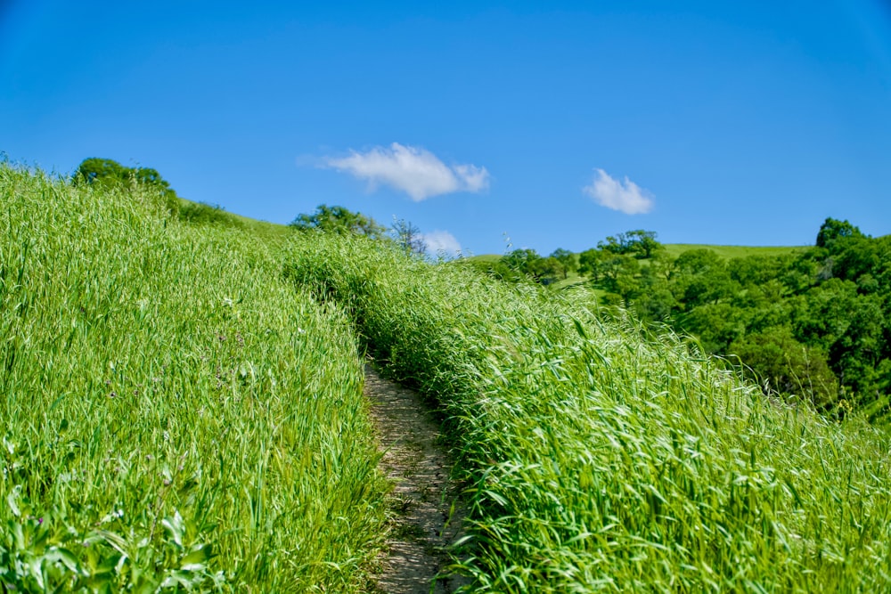 a dirt path in the middle of a grassy field