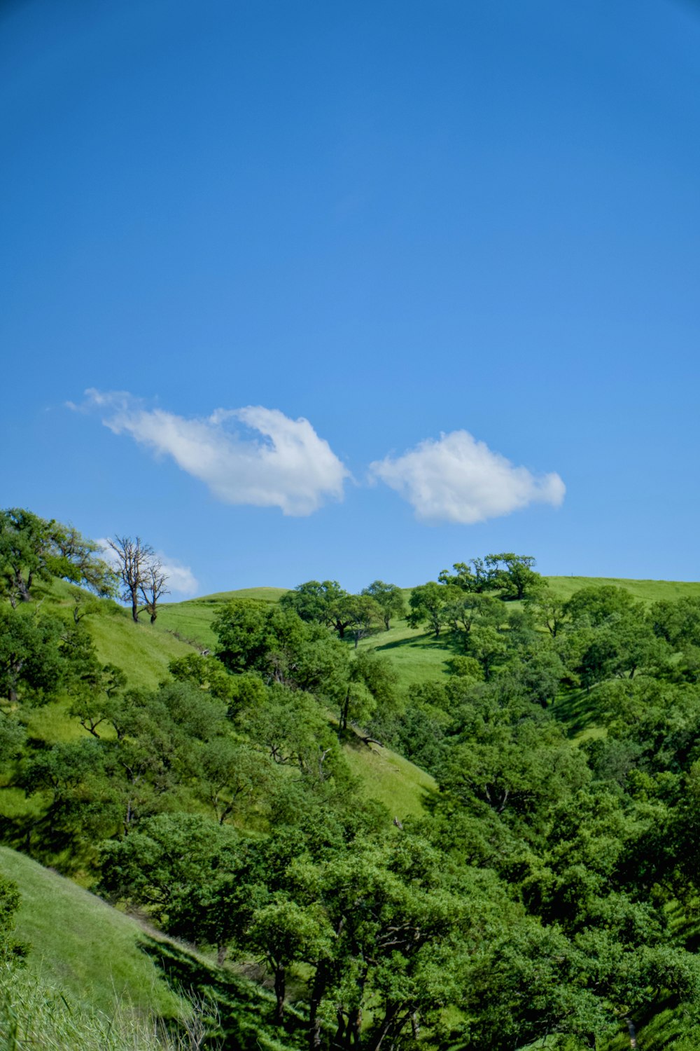 a lush green hillside covered in trees under a blue sky