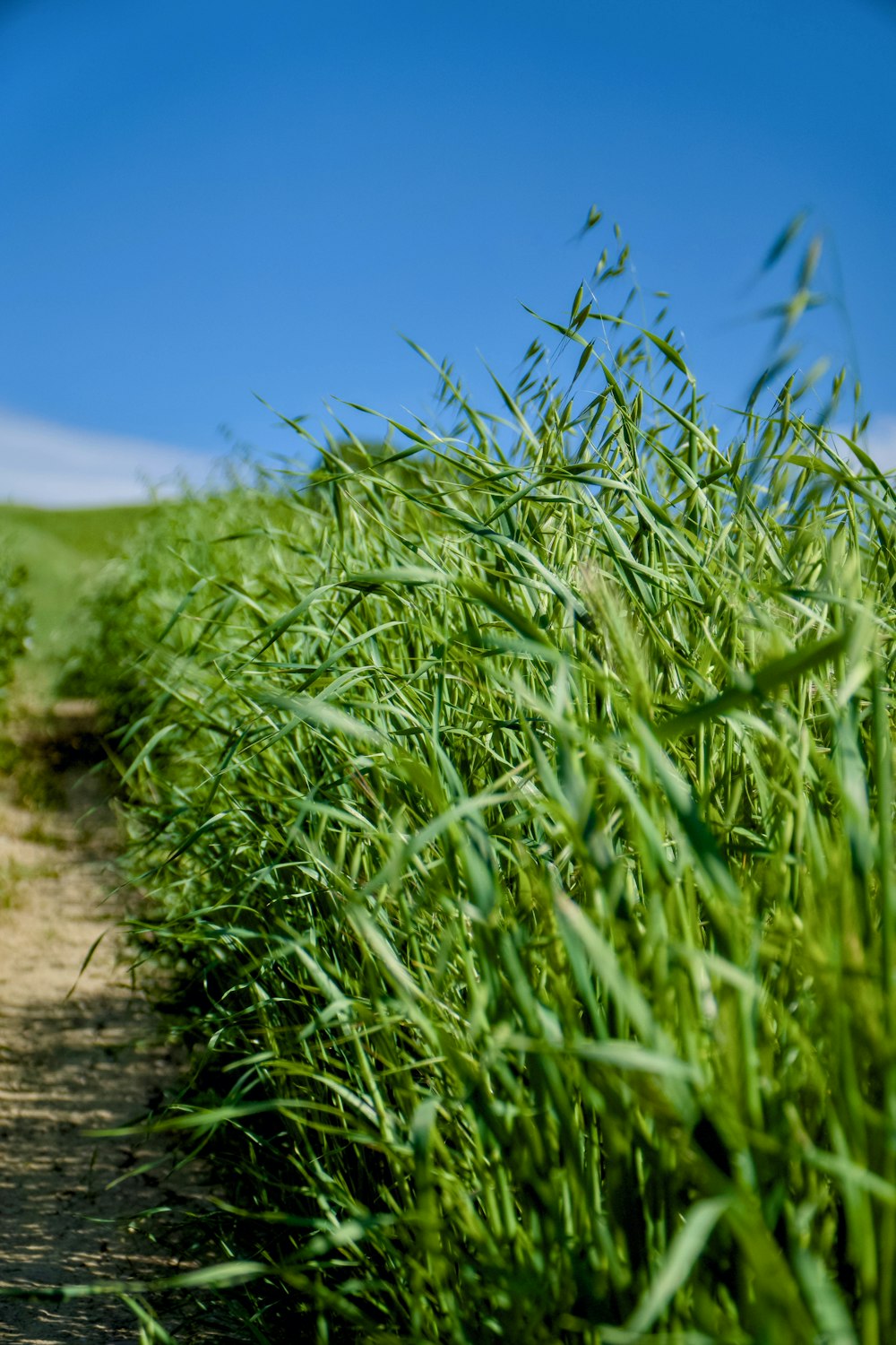 a path through a grassy field with a blue sky in the background