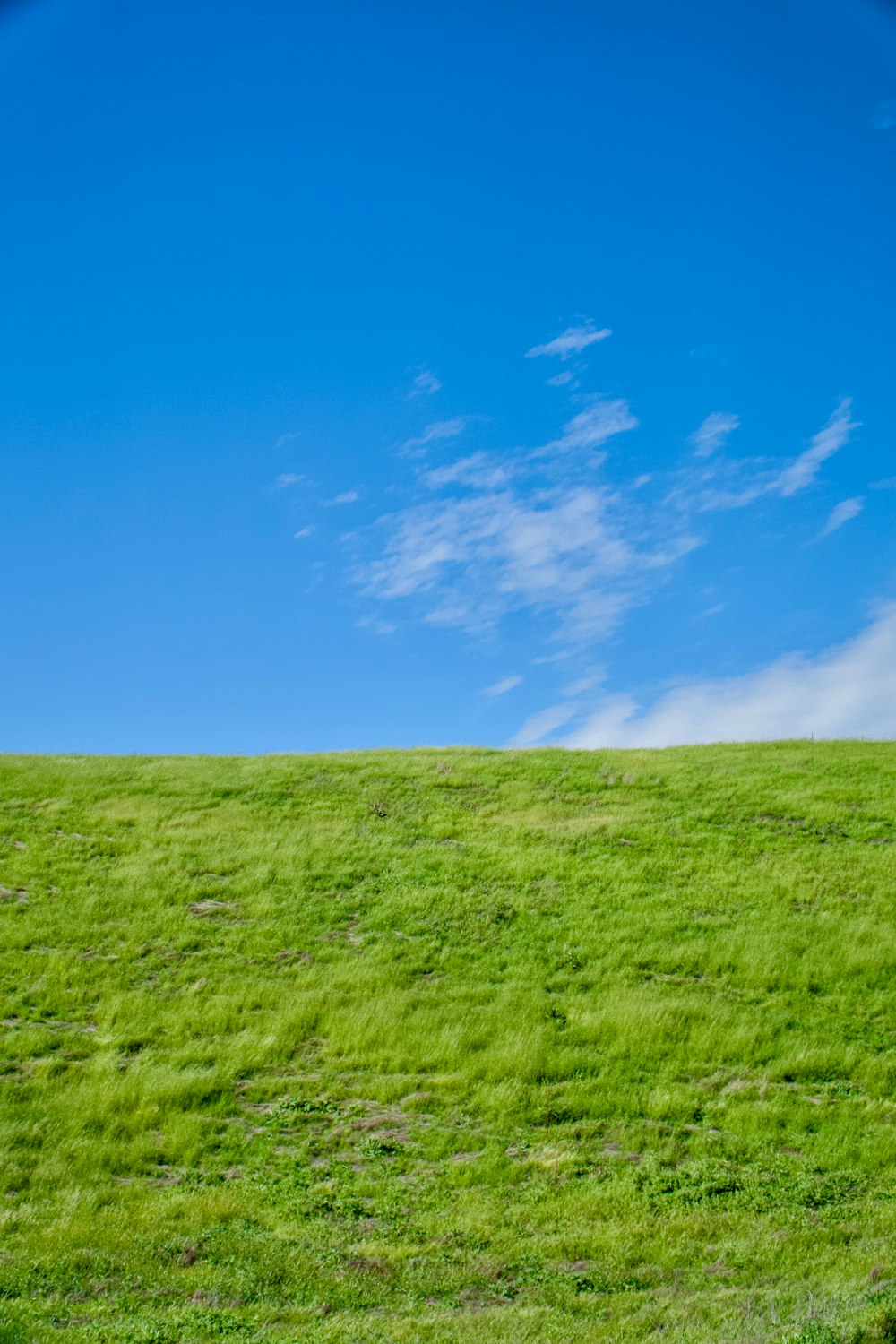 a green field with a blue sky in the background