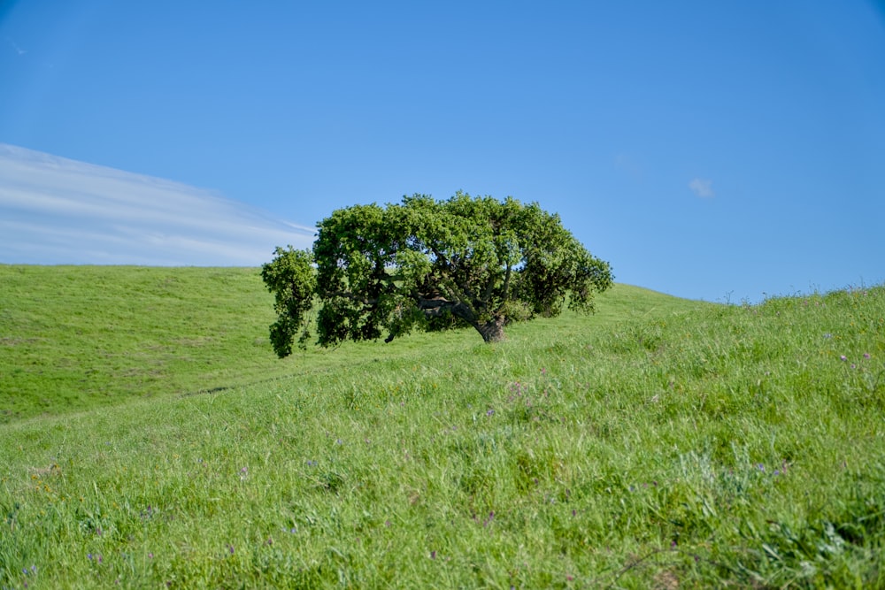 two trees on a grassy hill under a blue sky