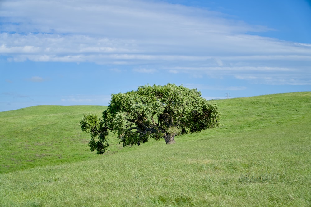 a lone tree on a grassy hill under a blue sky