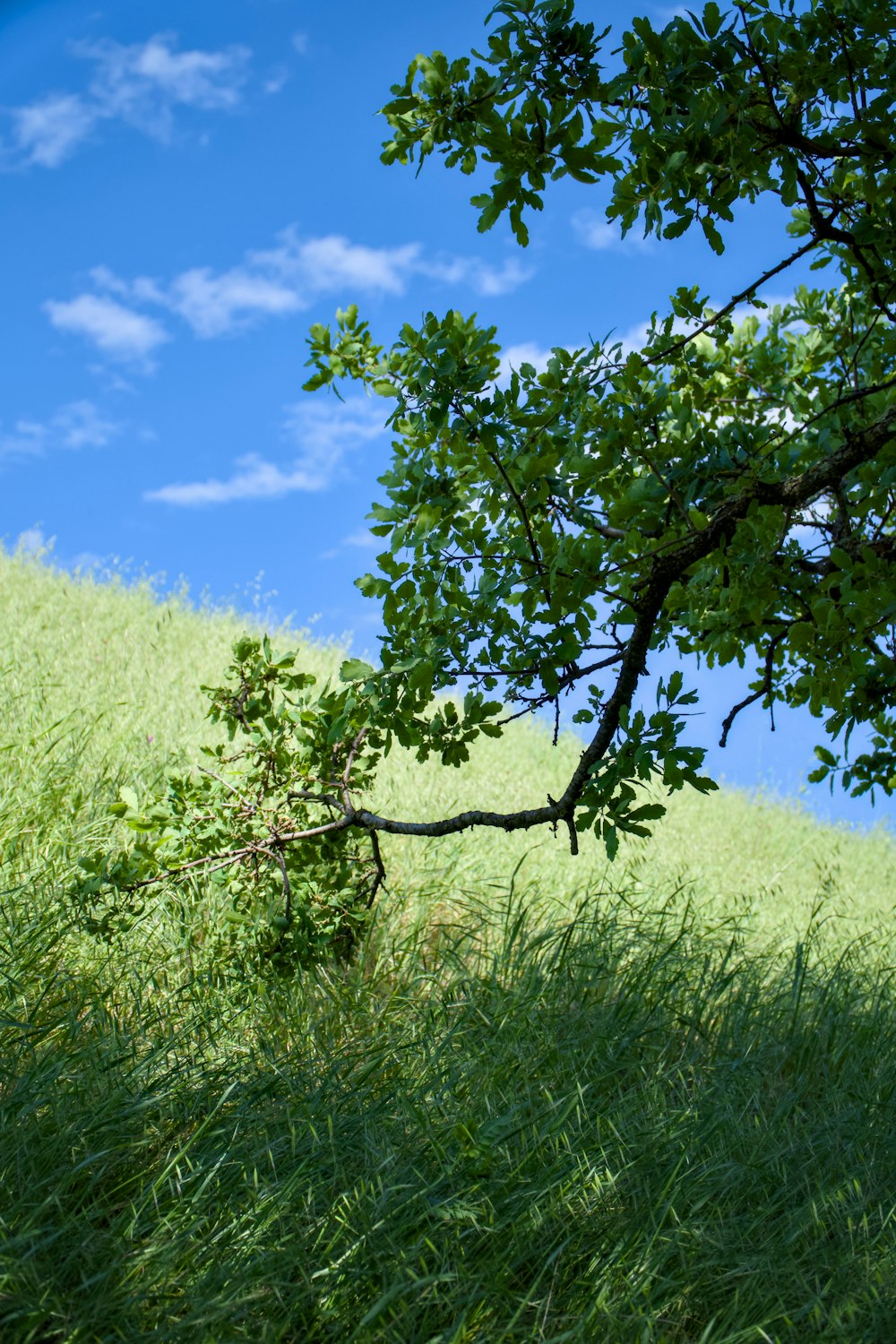 a tree in a grassy field with a blue sky in the background