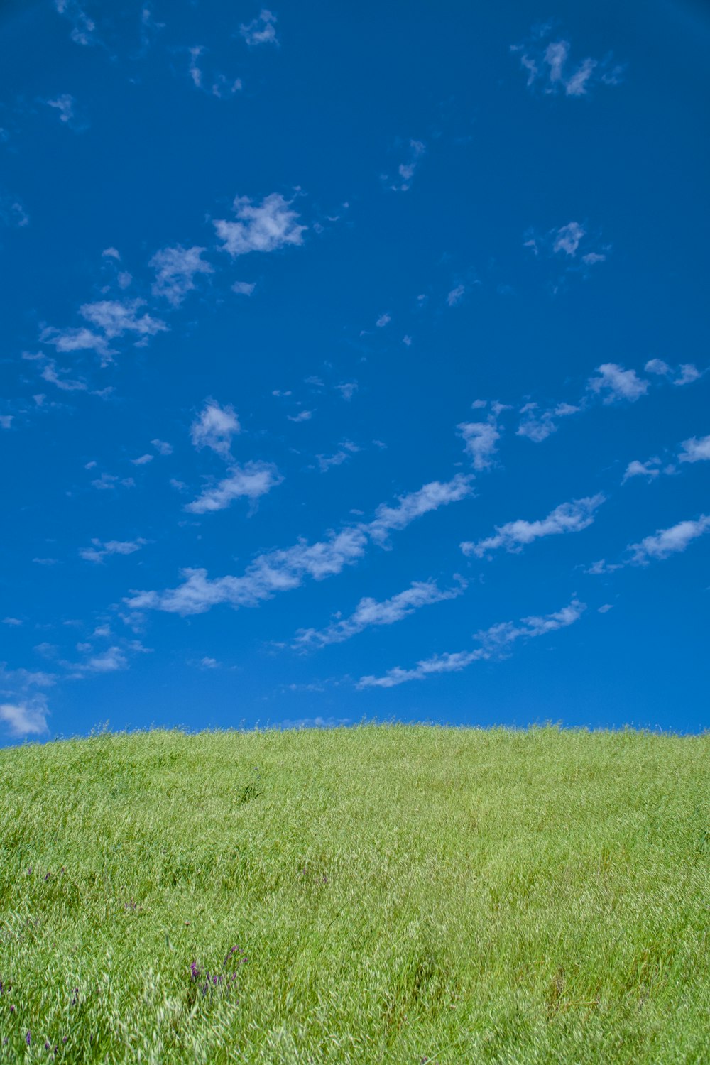a man standing on top of a lush green field