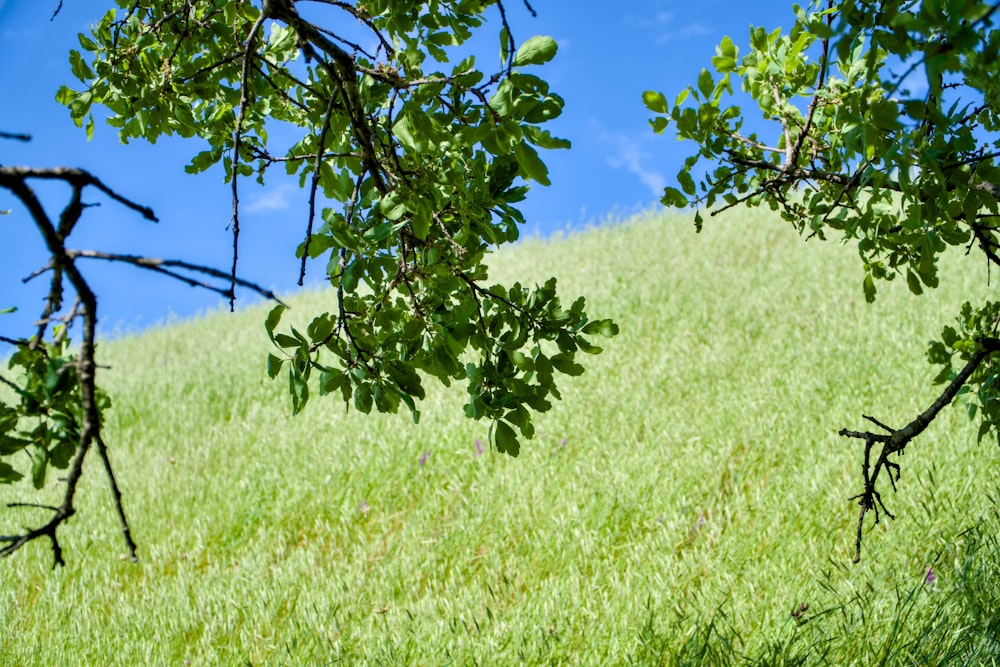 a grassy hill with a tree branch in the foreground