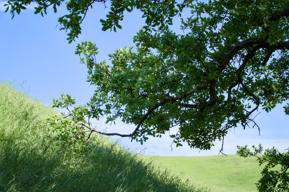 a bench under a tree in a grassy field