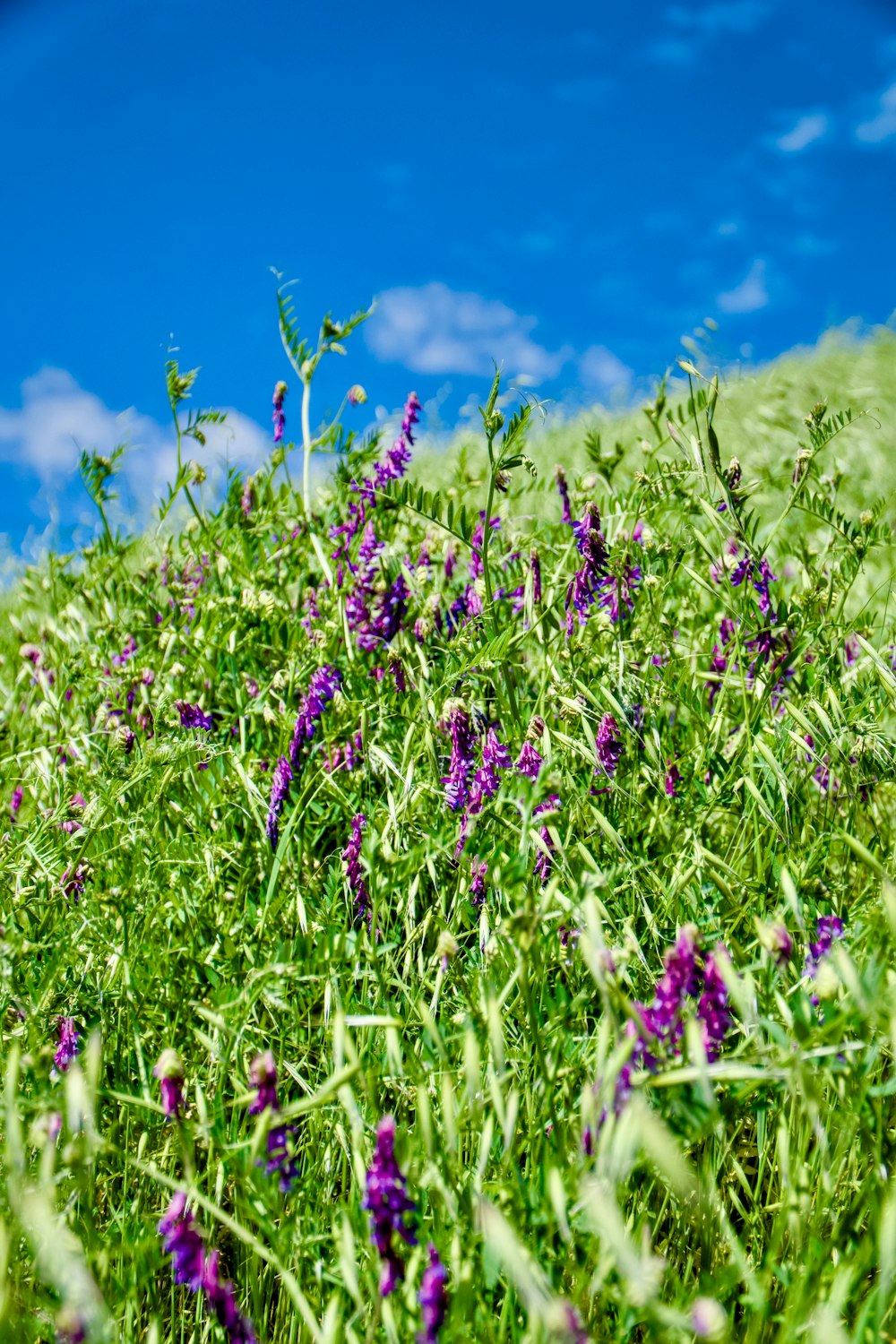 a field of purple flowers with a blue sky in the background